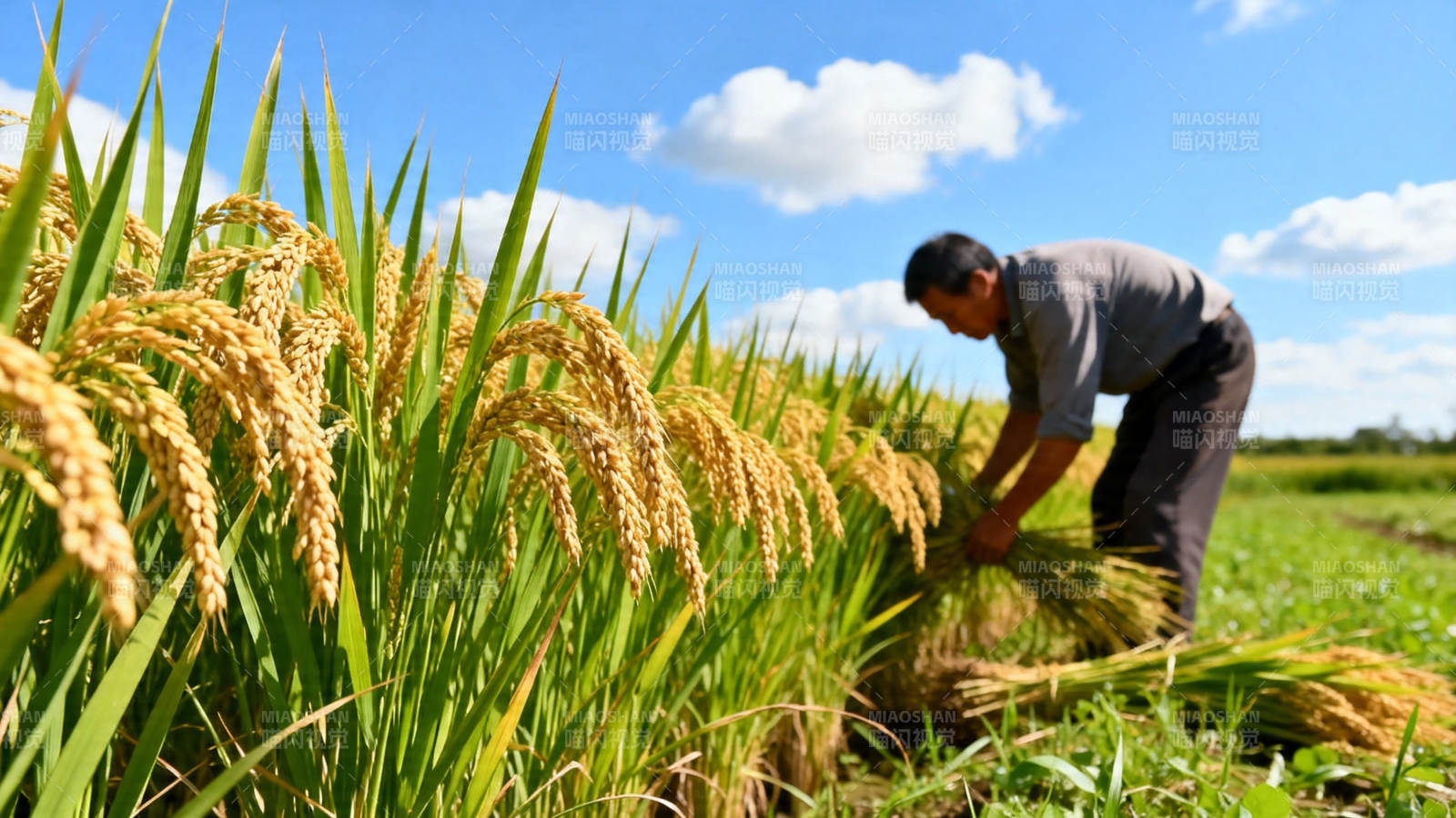 农民收割金黄稻穗图片