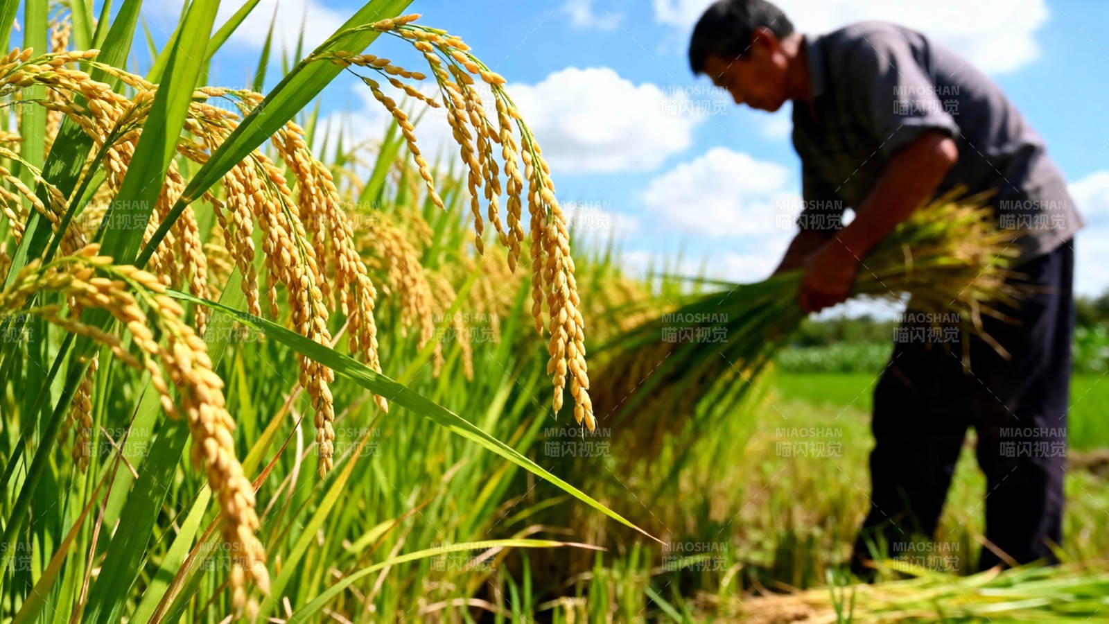 农人收割金黄稻穗图片