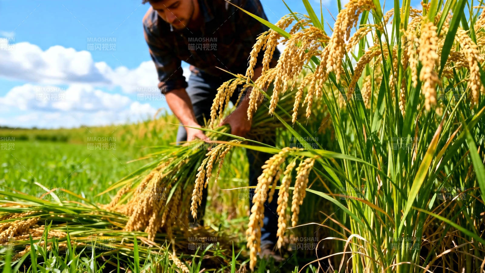 农夫收割金黄稻穗图片