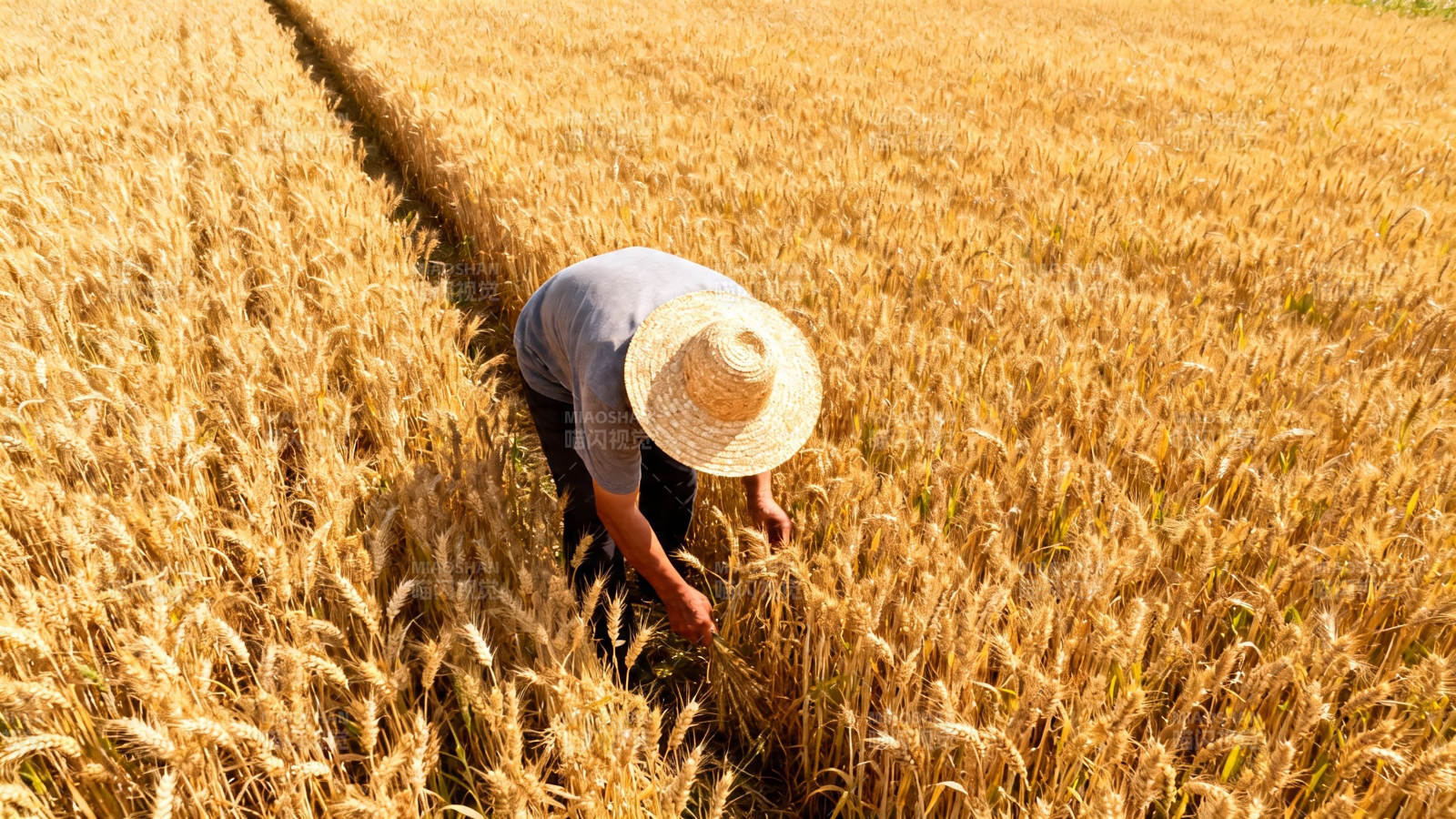麦田里弯腰的农人图片
