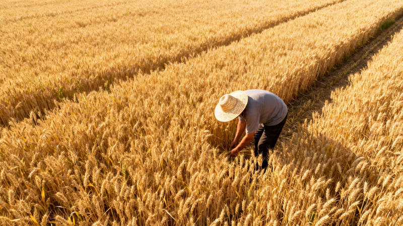 麦田劳作 金黄丰收时图片