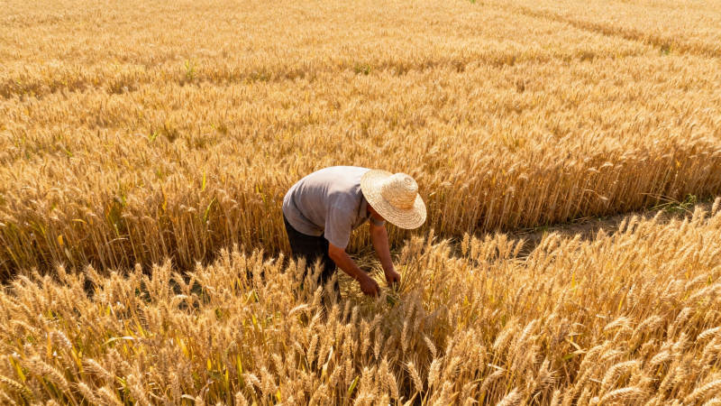麦田劳作 丰收在望图片