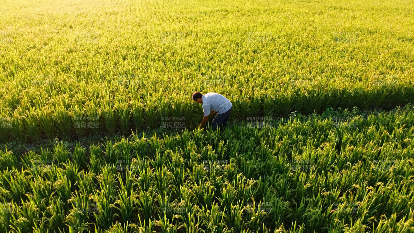 农人弯腰耕绿野图片