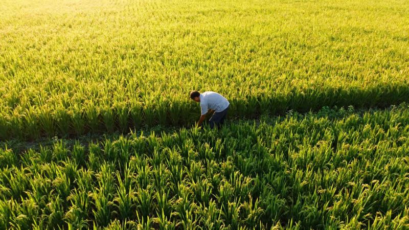 农人弯腰耕绿野图片