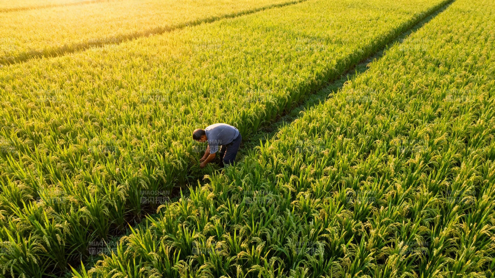 农人弯腰稻田中图片