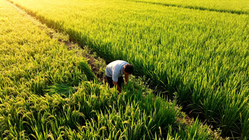 稻田劳作 夕阳映绿野图片
