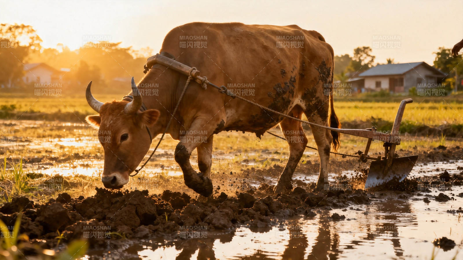 夕阳下耕牛犁田忙图片