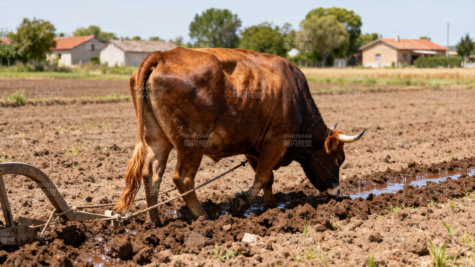耕牛犁田 泥土芬芳图片
