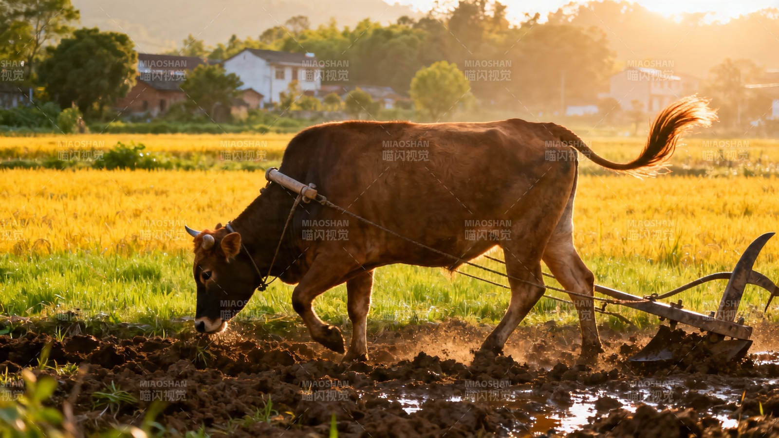 夕阳下耕牛犁田忙图片