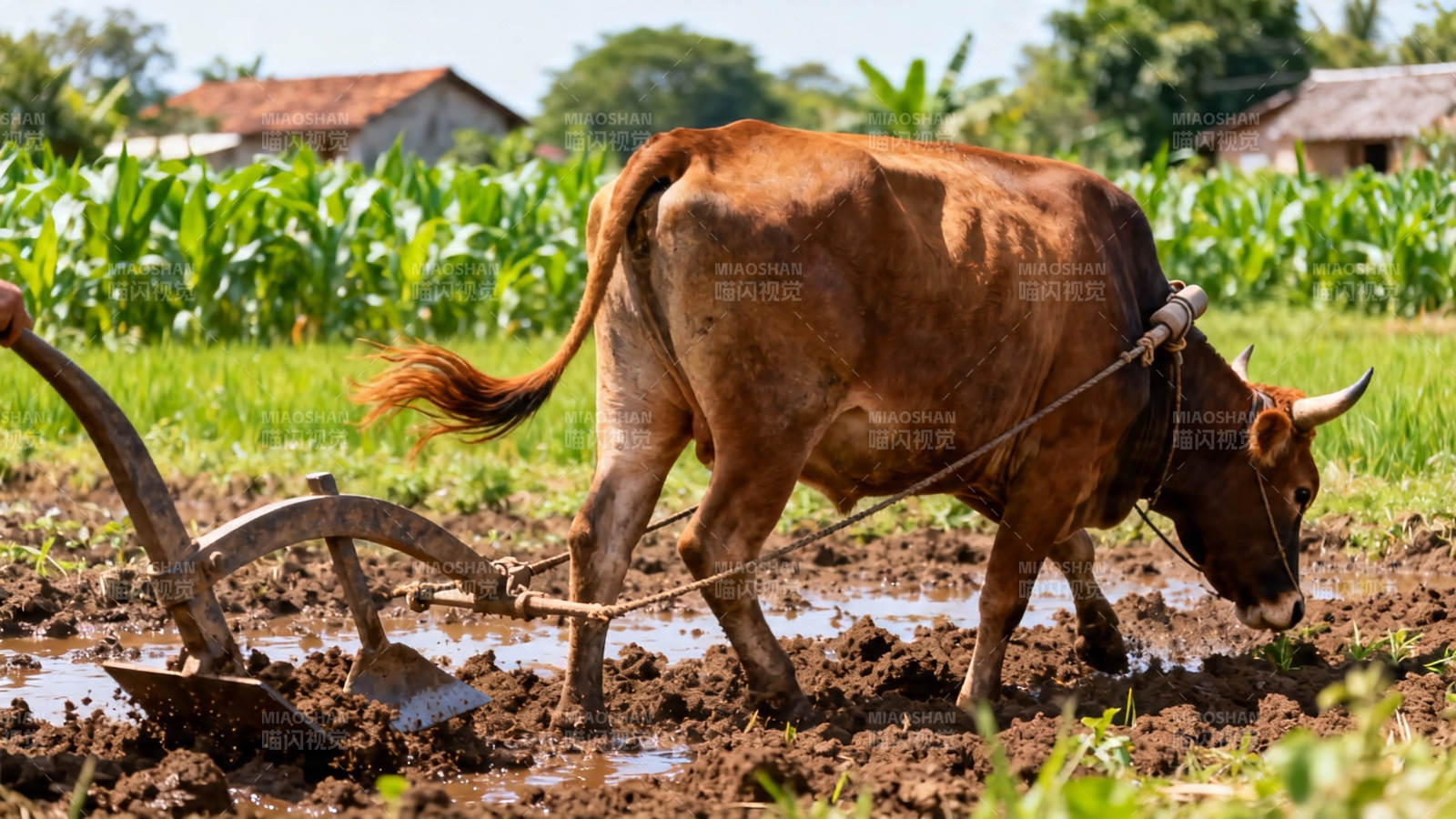 耕牛犁田 乡村农忙景图片