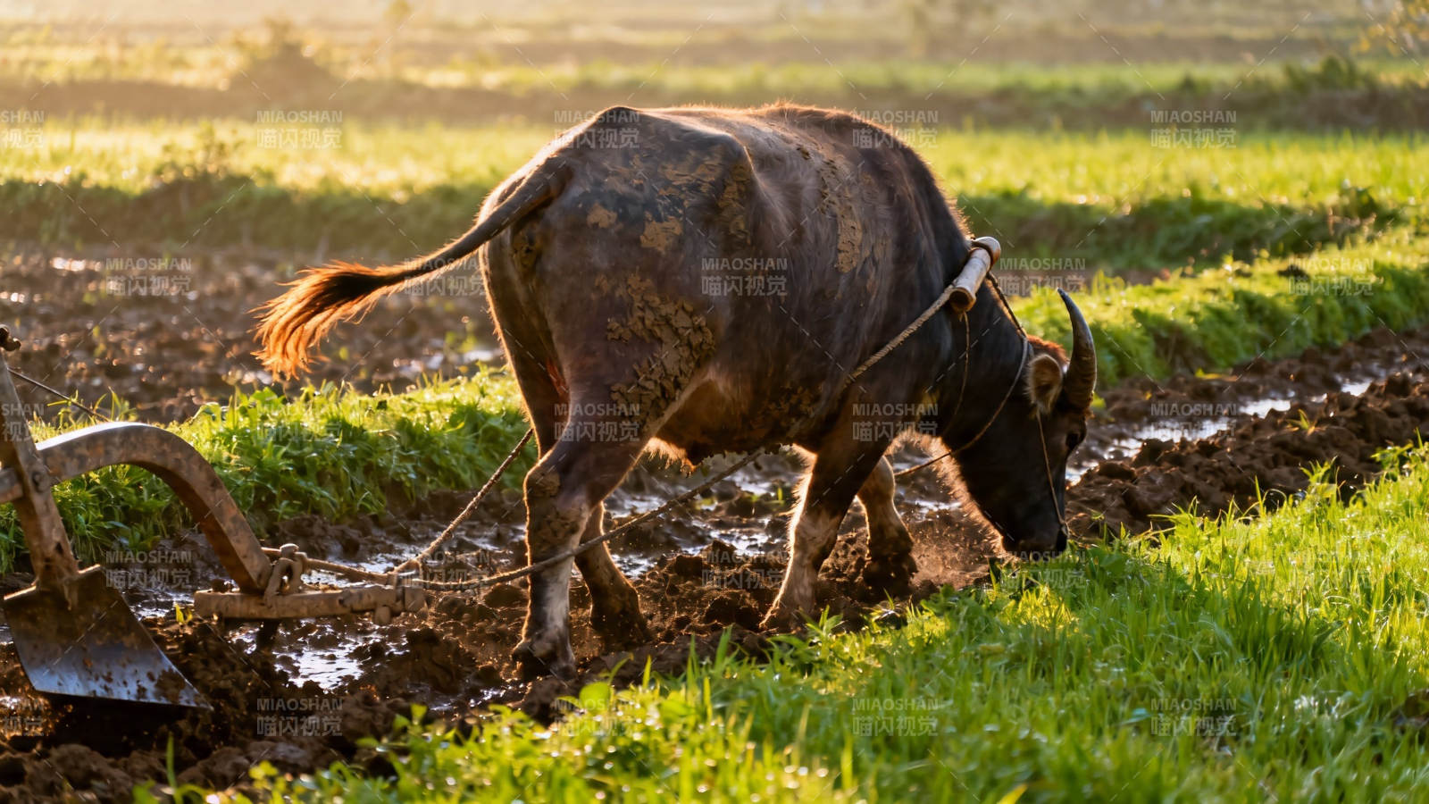 水牛耕田 夕阳映绿野图片