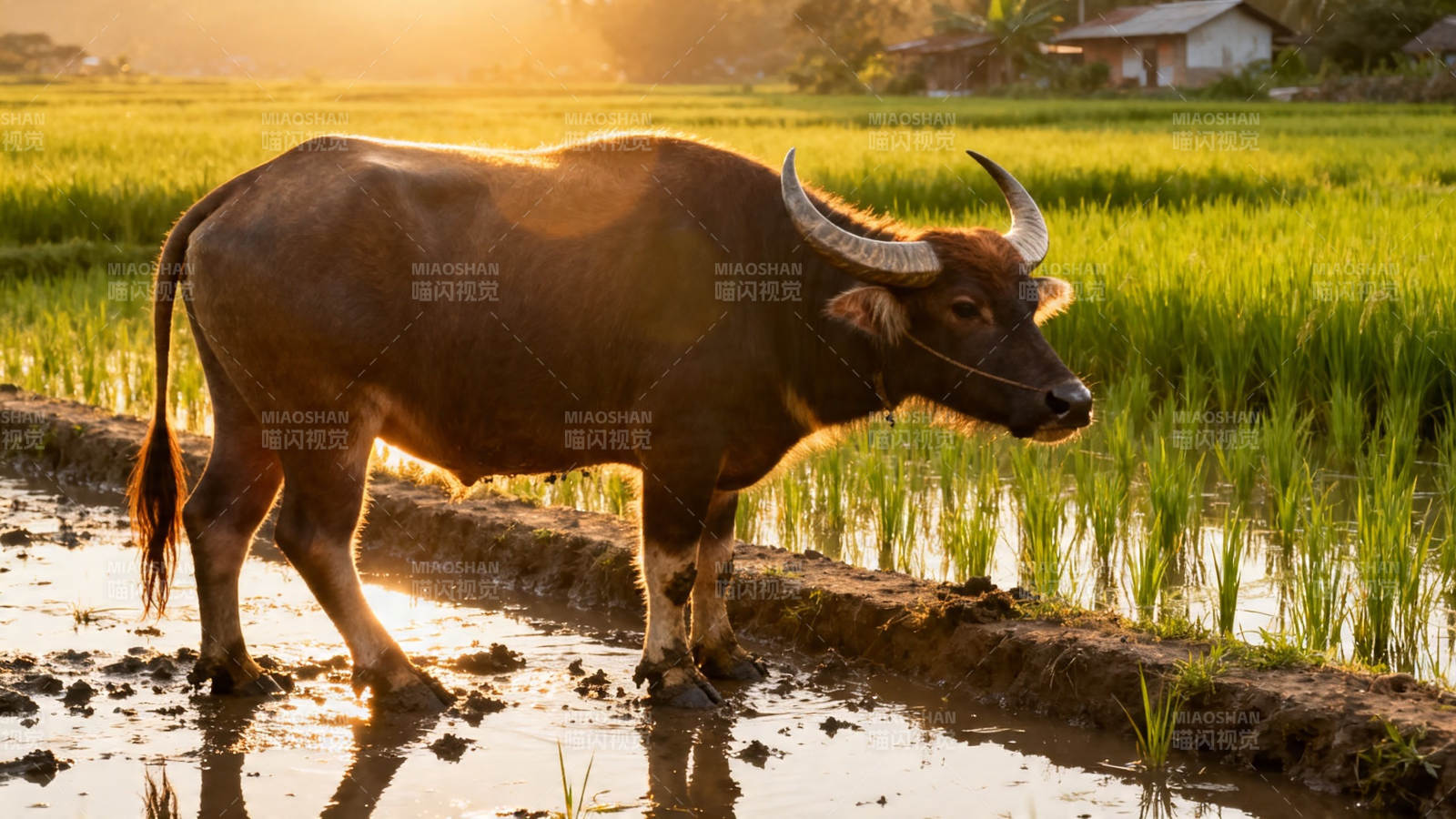 夕阳下 水牛漫步稻田边图片