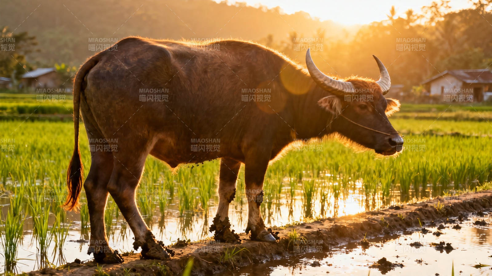 夕阳下的水牛漫步稻田图片