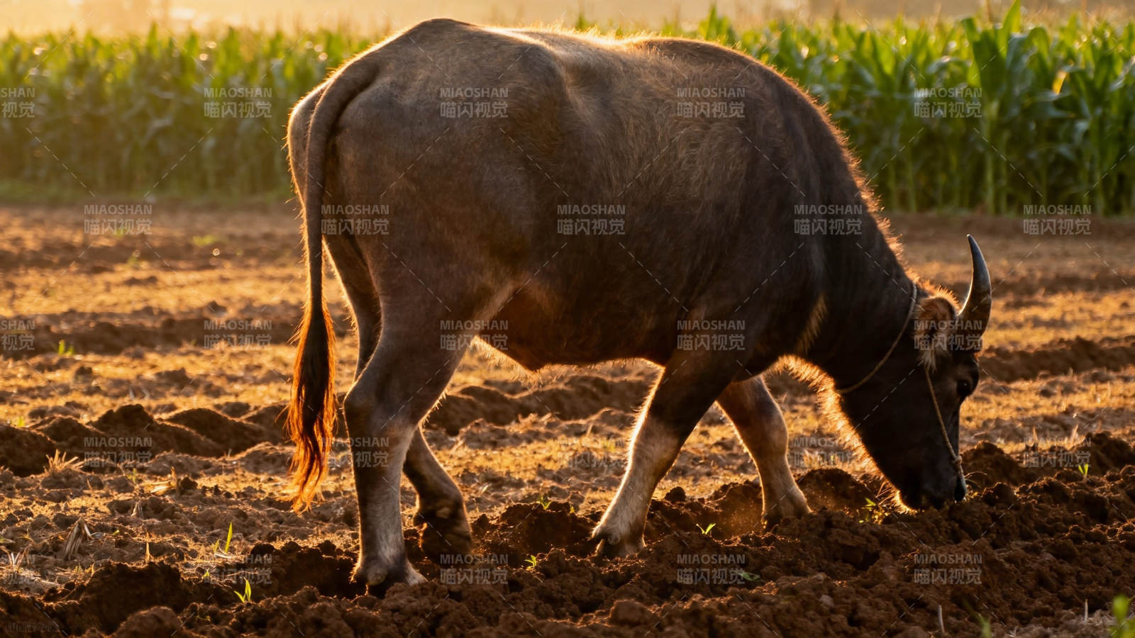 耕牛暮色中犁田图片