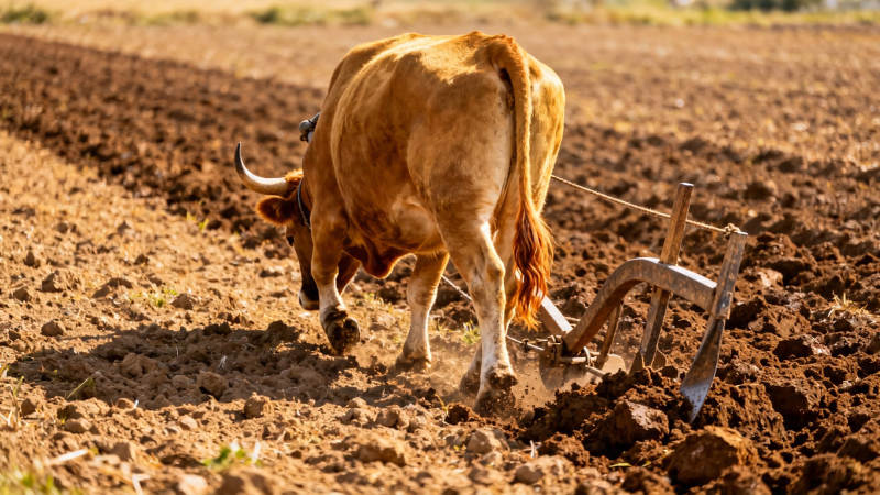 耕牛犁田 沃土翻香图片