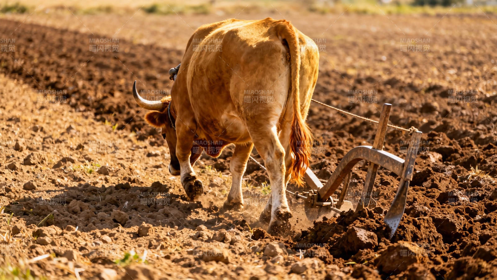 耕牛犁田 沃土翻香图片