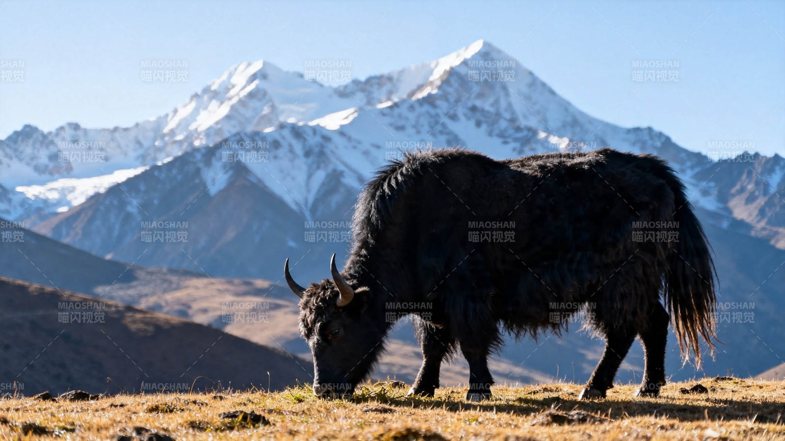雪山下的牦牛 grazing图片