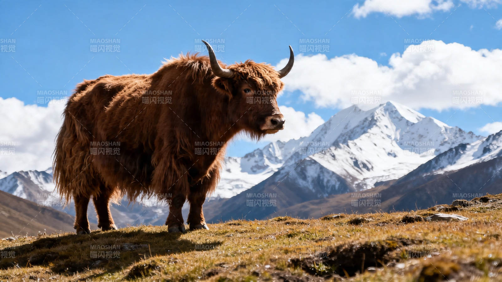 雪山下的牦牛图片