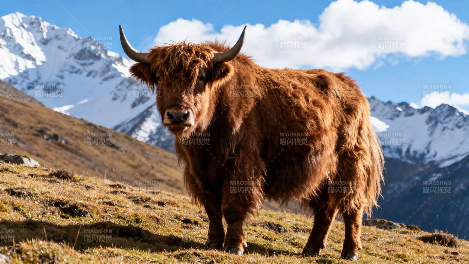 雪山下的牦牛图片