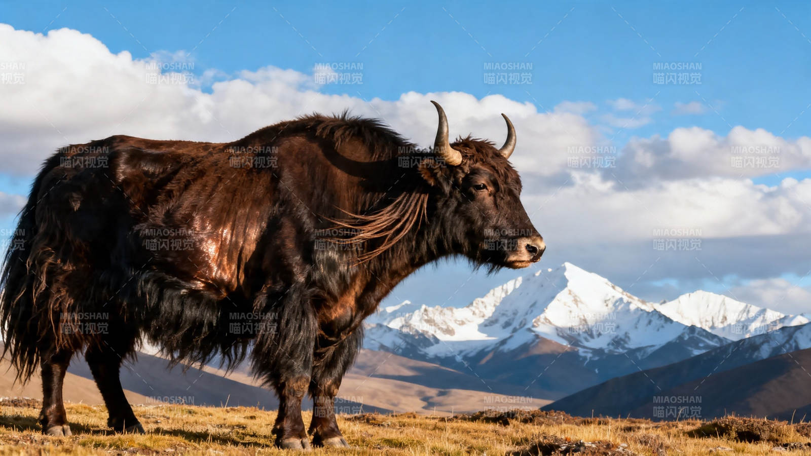雪域牦牛立高原图片