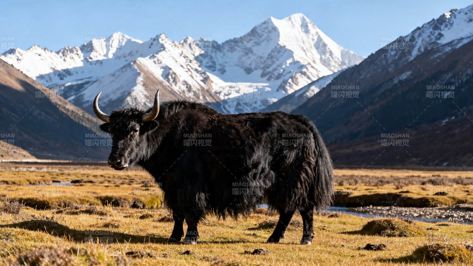 雪山下的牦牛图片