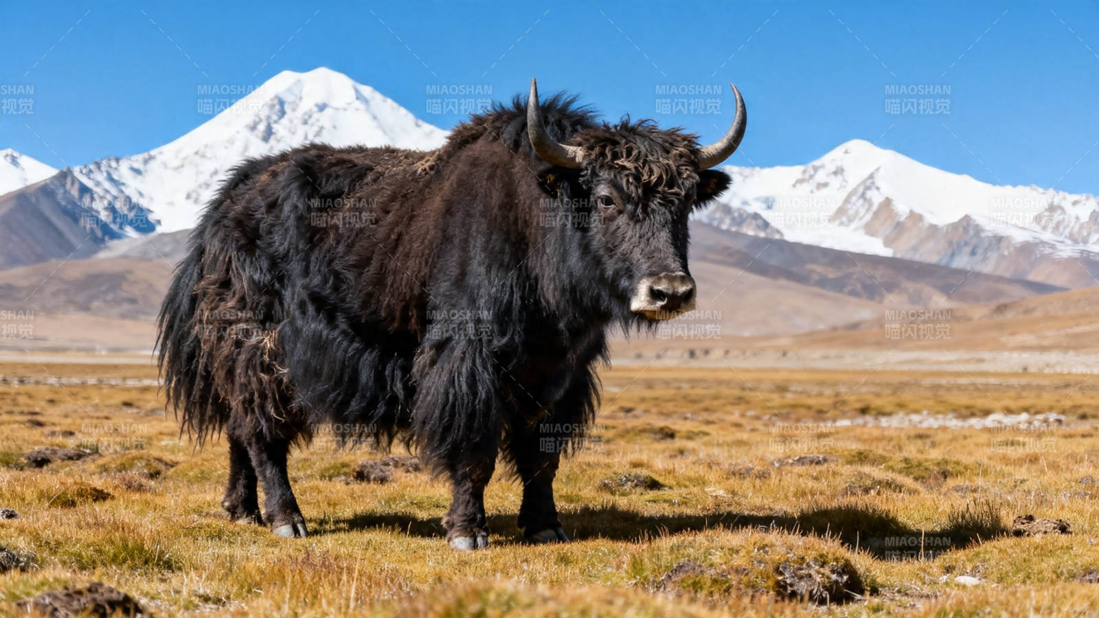 雪山下的牦牛图片