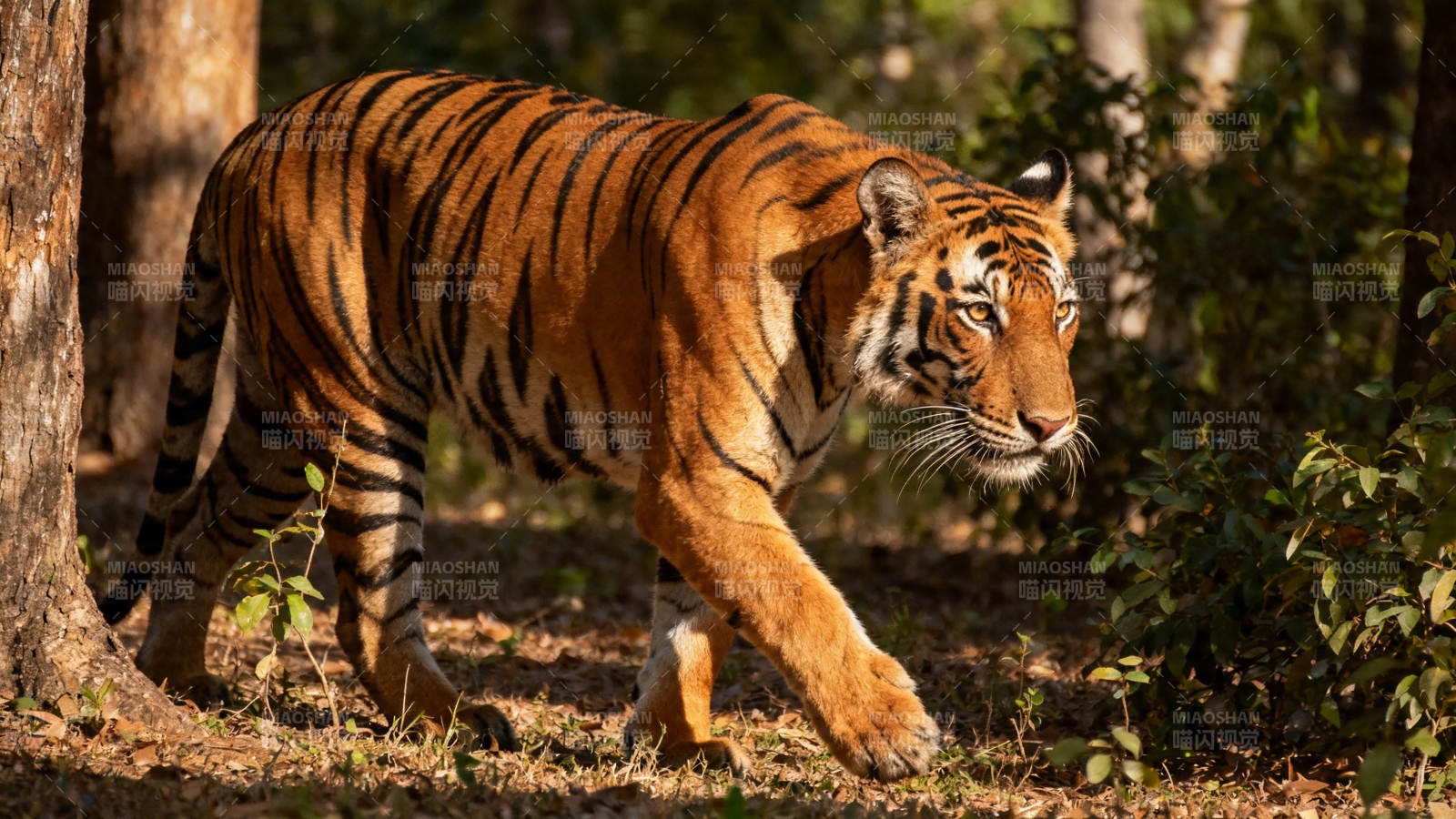 林间猛虎缓步前行图片