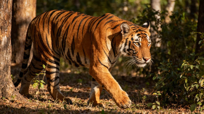 林间猛虎缓步前行图片