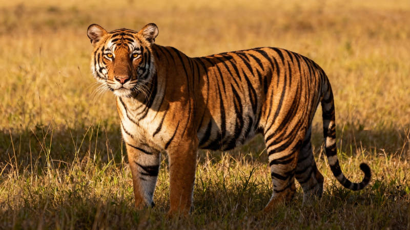 草原猛虎 威风凛凛图片