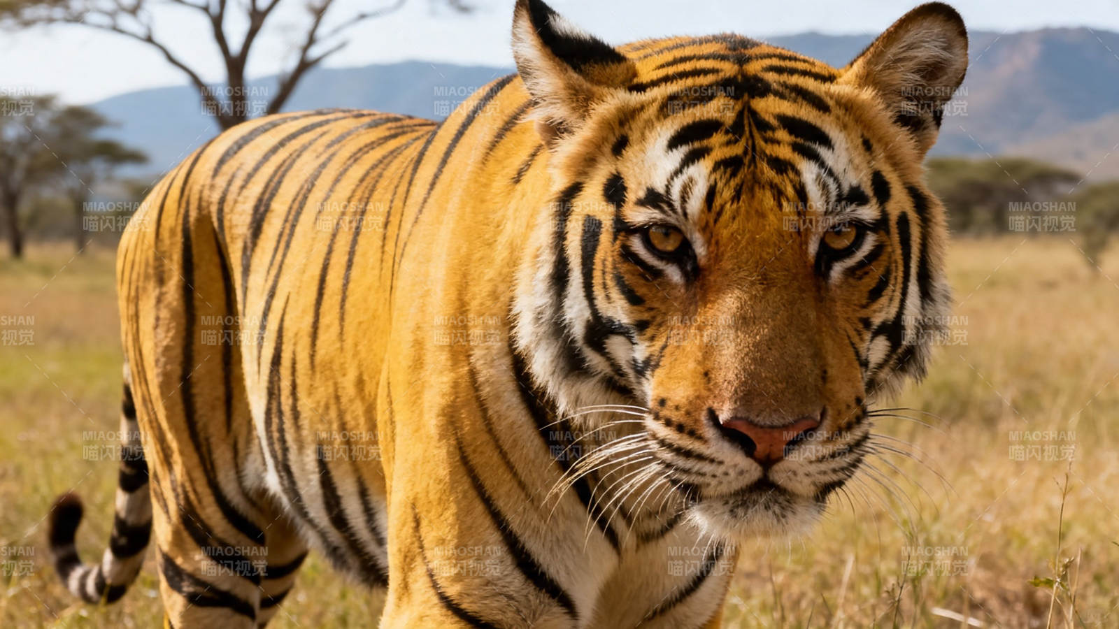 草原猛虎 目光如炬图片
