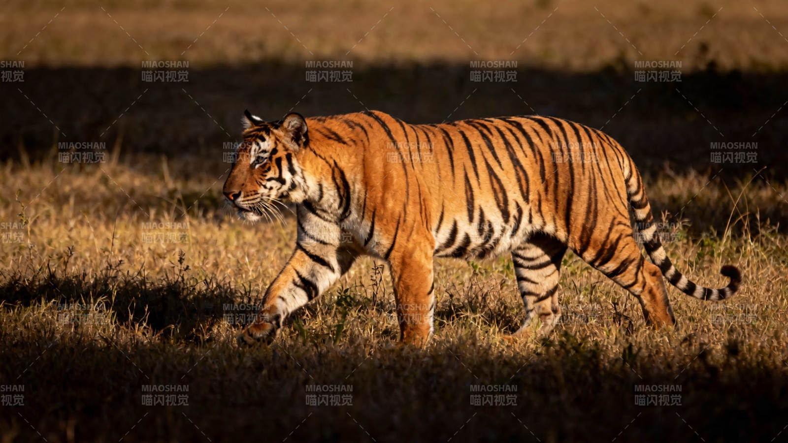 夕阳下漫步的猛虎图片