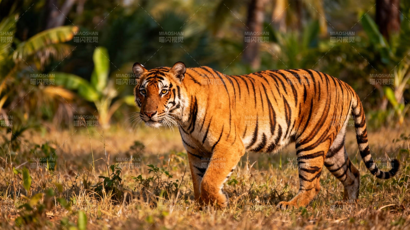 丛林猛虎 威严漫步图片