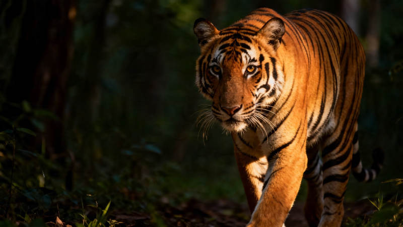 林间猛虎 目光如炬图片