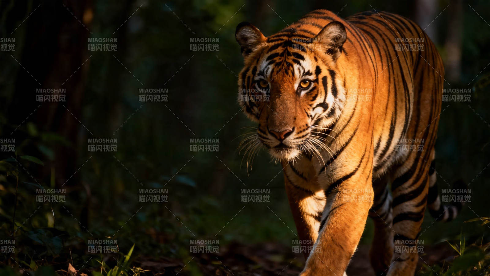 林间猛虎 目光如炬图片