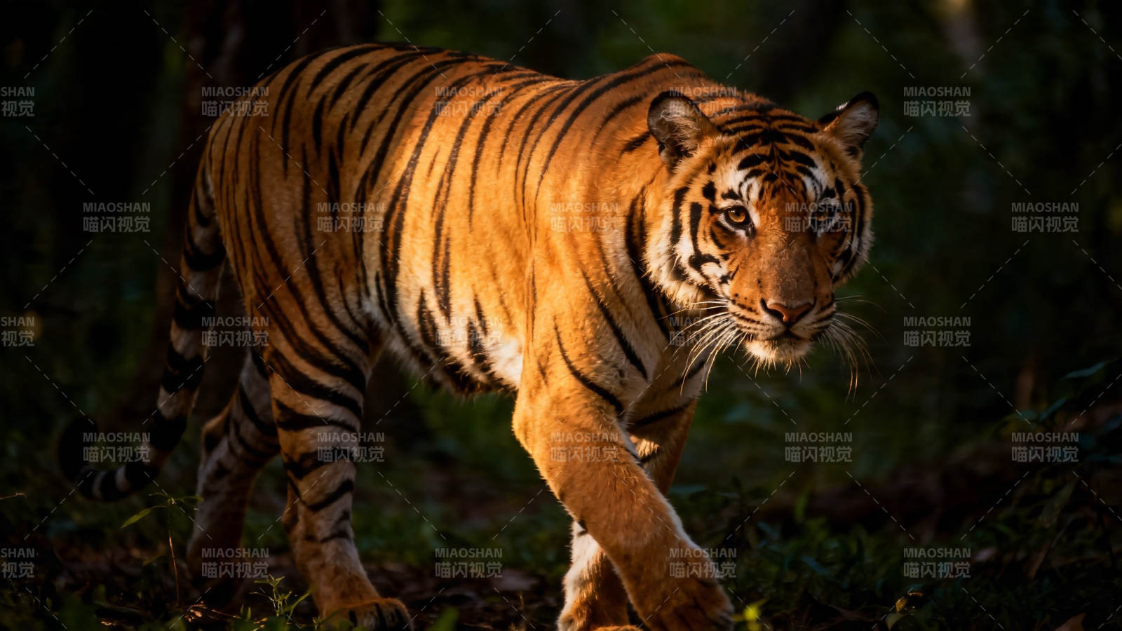林间猛虎 步步生威图片