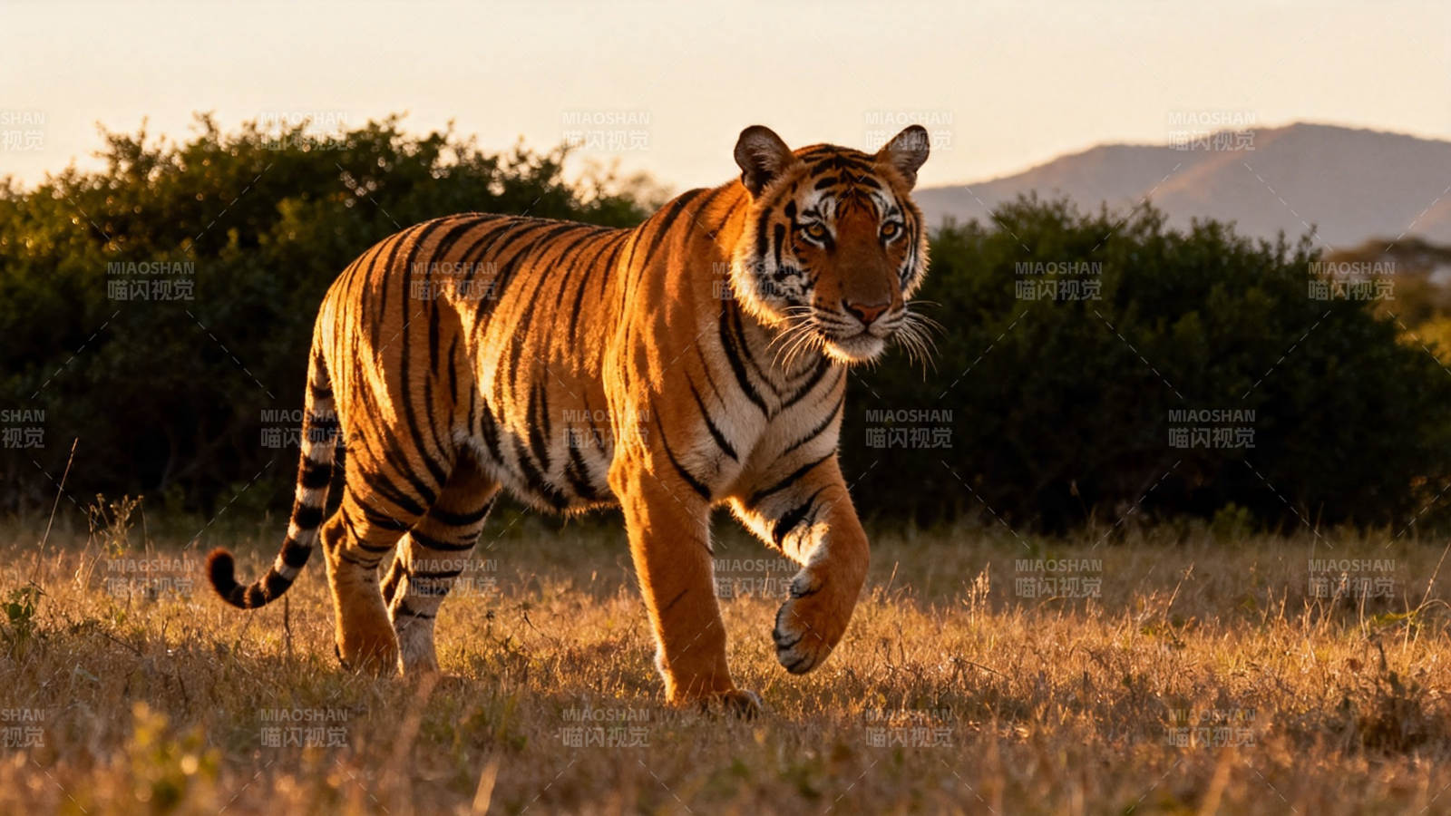 夕阳下猛虎缓步前行图片