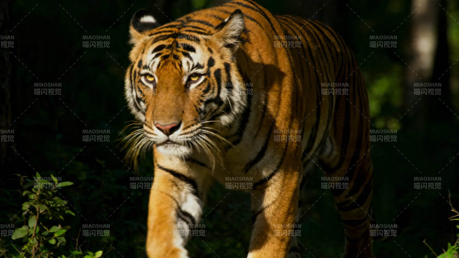 林间猛虎 目光如炬前行图片