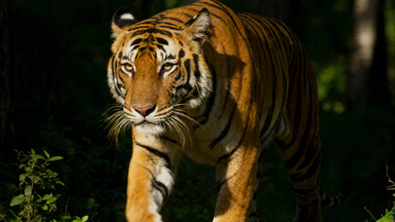 林间猛虎 目光如炬前行图片