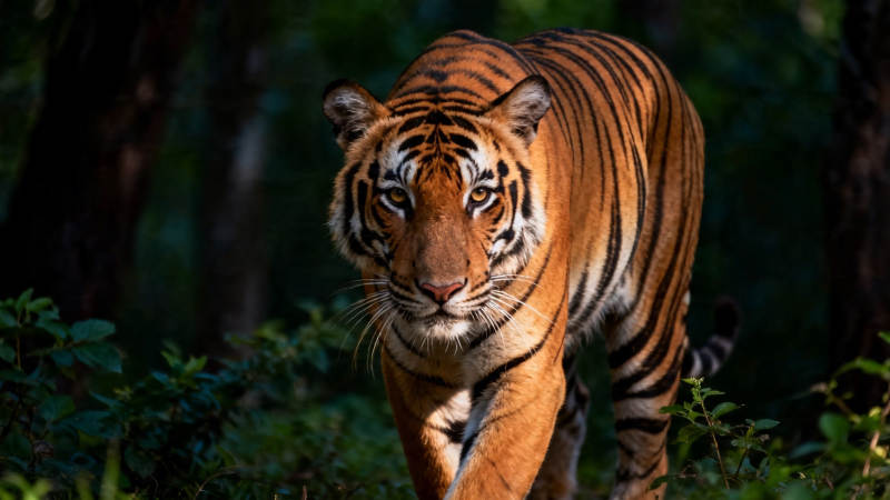 林中猛虎 目光如炬图片