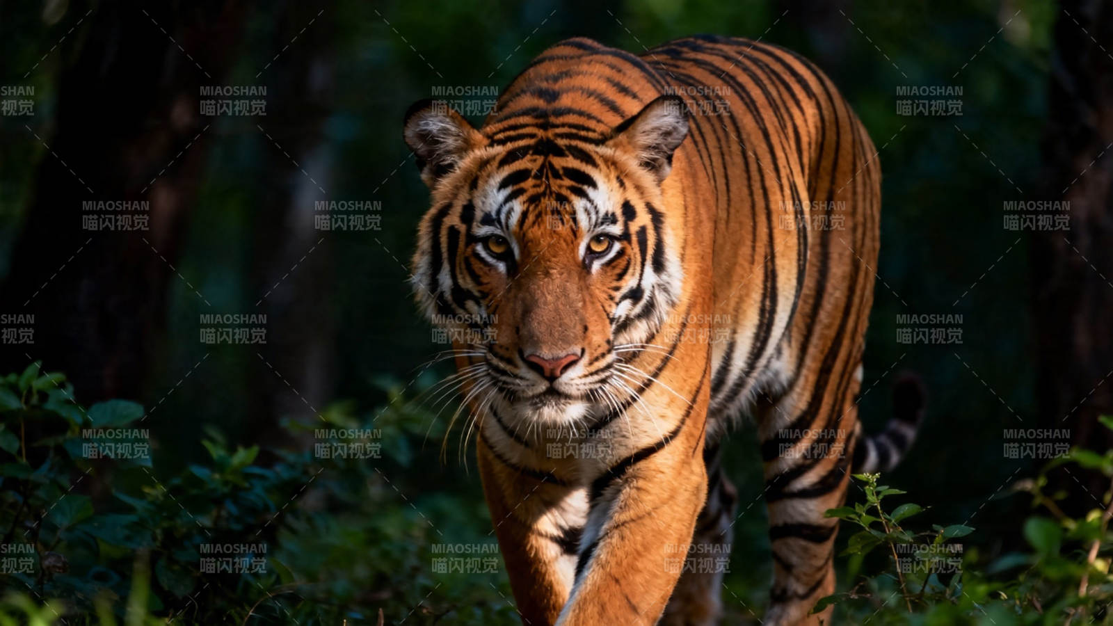 林中猛虎 目光如炬图片