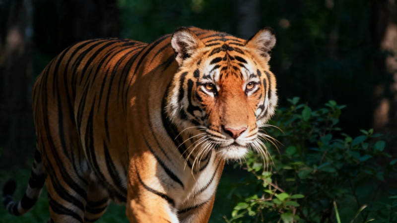 林间猛虎 目光如炬图片