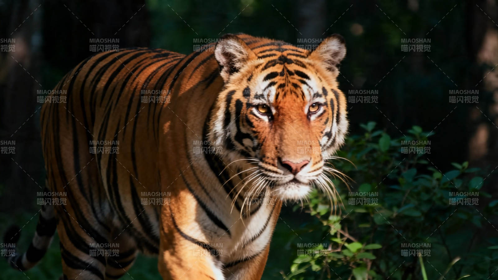 林间猛虎 目光如炬图片