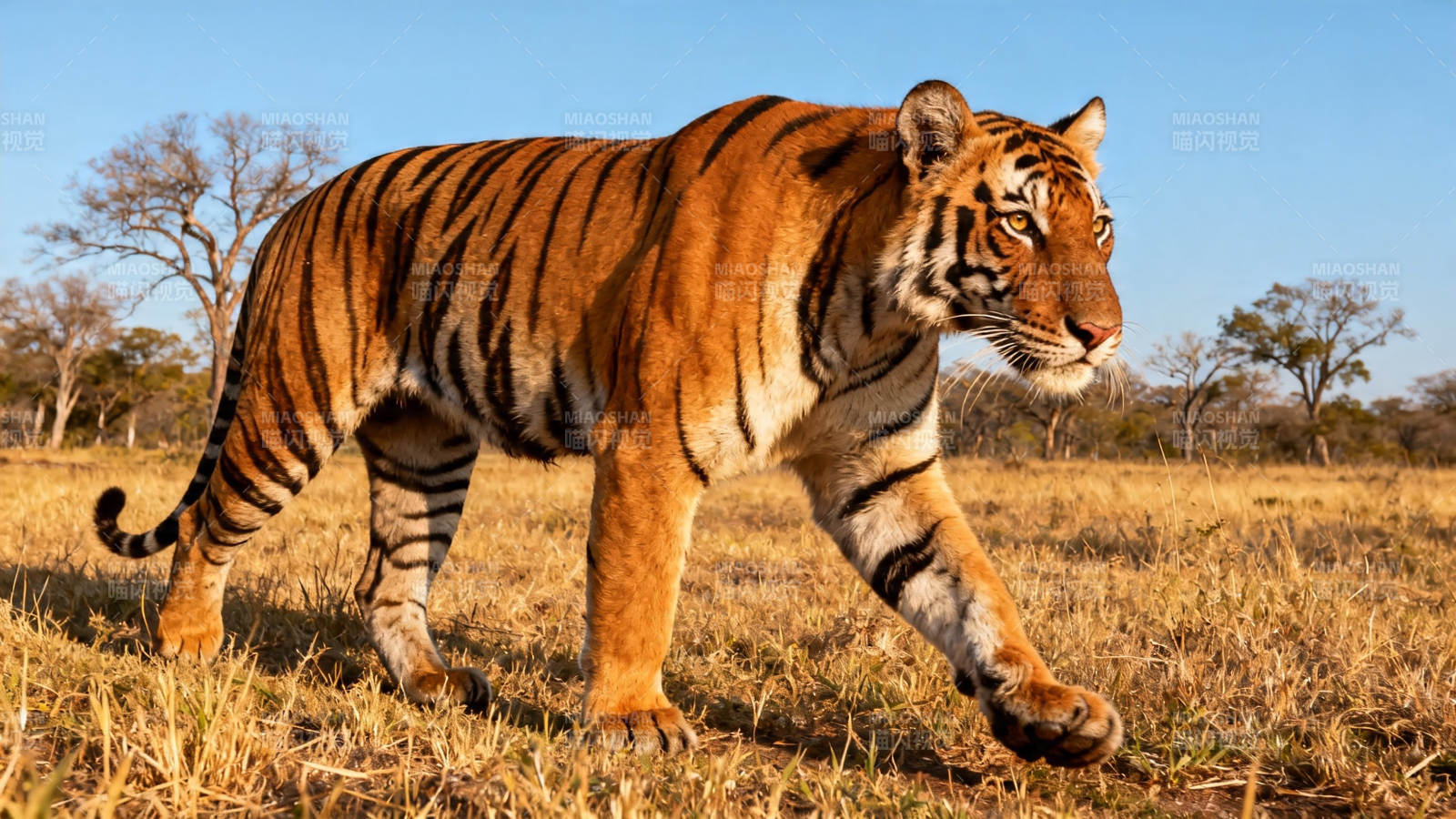 虎行草原 威风凛凛图片