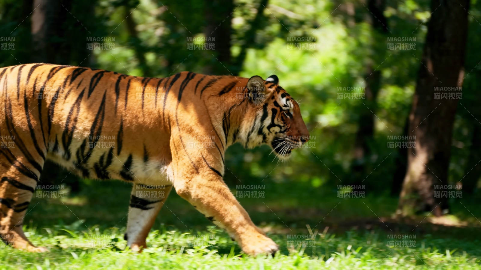 林间猛虎缓步前行图片
