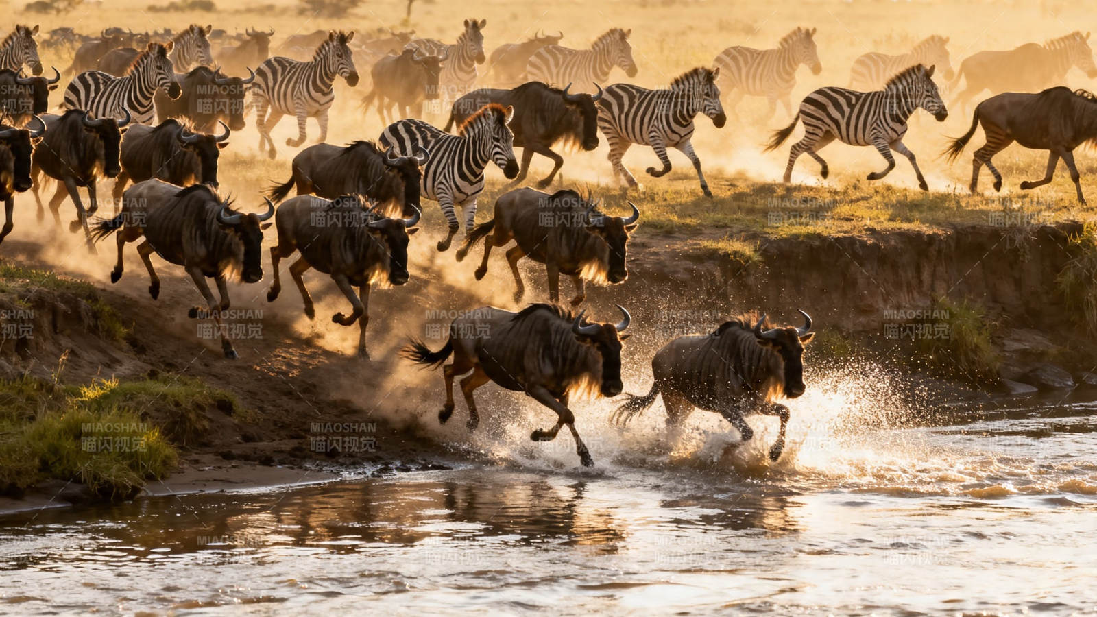 角马斑马渡河狂奔图片