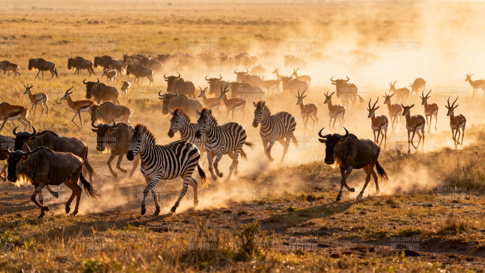 草原迁徙 尘土飞扬图片