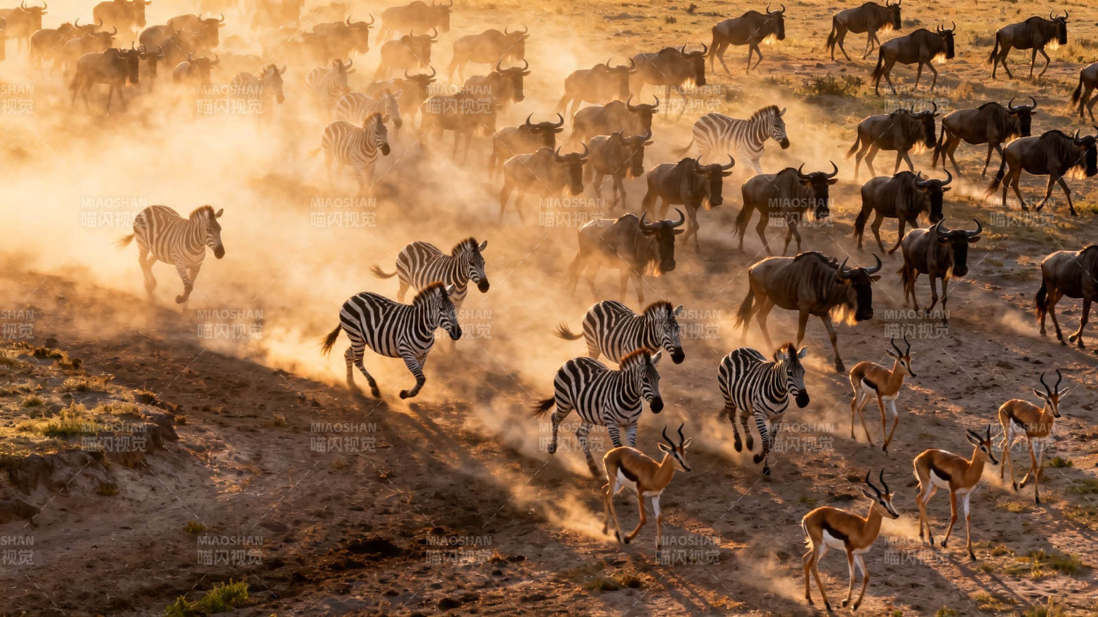 草原兽群奔腾扬尘图片