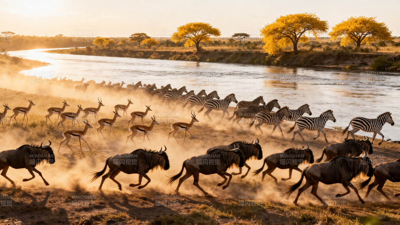 草原迁徙 斑马羚羊共奔河图片