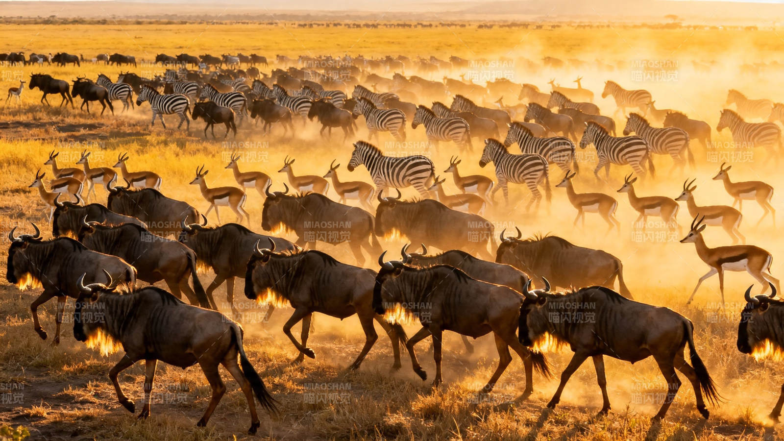 草原大迁徙 万兽奔腾图片