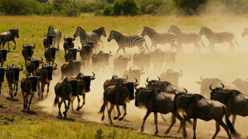 草原兽群奔腾扬尘图片